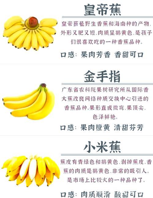 深入探索香蕉视频一区的独特魅力与功能